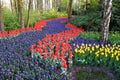 A colorful field of tulips and hyacinths