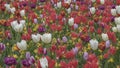 Colorful field of tulips and narcissus in Holland, Keukenhof. Flowers show off their glorious colors Royalty Free Stock Photo