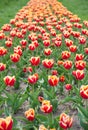 Colorful field tulips. Netherlands sightseeing. Truly striking flower with amazing color combination. Red flowers with Royalty Free Stock Photo