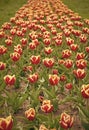 Colorful field tulips. Netherlands sightseeing. Truly striking flower with amazing color combination. Red flowers with Royalty Free Stock Photo