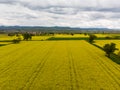 Colorful field of yellow blooming raps flowers with some trees. Aerial view