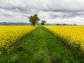 Colorful field of yellow blooming raps flowers with some trees. Aerial view