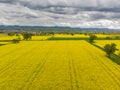 Colorful field of yellow blooming raps flowers with some trees. Aerial view