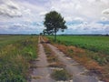 Colorful fields and meadows of northern Poland