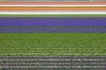 Colorful fields of tulips and hyacinth