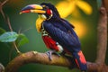Colorful Fiery billed Aracari bird toucan