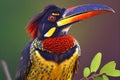 Fiery billed Aracari bird toucan