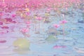 Colorful filter Pink Lotus in lake at thale noi, Phatthalung, Th Royalty Free Stock Photo