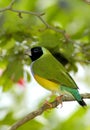 Colorful Finch