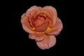 Fine art still life macro  of a single isolated orange pink wide open rose blossom, black Royalty Free Stock Photo