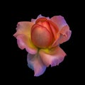 Macro of a single isolated orange pink yellow rose blossom Royalty Free Stock Photo