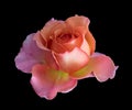 Colorful single isolated orange pink yellow rose blossom Royalty Free Stock Photo