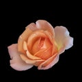 Close-up of an isolated orange yellow rose blossom, black background Royalty Free Stock Photo