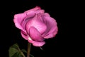 Colorful bright macro of a single isolated pink red rose blossom with green leaves,stem and detailed texture Royalty Free Stock Photo