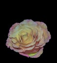 Colorful fine art still life bright macro of a single isolated pink yellow rose blossom in vintage painting style on black Royalty Free Stock Photo