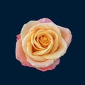 Colorful fine art still life bright rose macro of a single isolated yellow pink blossom Royalty Free Stock Photo