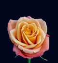 Colorful fine art still life bright rose macro Royalty Free Stock Photo