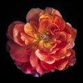 Colorful fine art still life macro of a single isolated bright glowing wide open rose blossom Royalty Free Stock Photo
