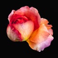 Colorful fine art still life macro of a single isolated red pink orange yellow rose blossom Royalty Free Stock Photo