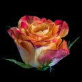 Colorful macro of a single isolated red pink yellow rose blossom Royalty Free Stock Photo