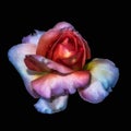 Colorful fine art still life macro of a single isolated red violet white rose blossom, black background Royalty Free Stock Photo