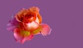 Colorful fine art still life macro of a single isolated orange pink yellow rose blossom on violet background Royalty Free Stock Photo