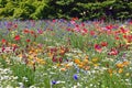 Colorful fiowers in Showa kinen Park