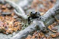 Colorful fire salamander on a tree root Royalty Free Stock Photo