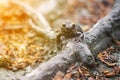 Colorful fire salamander on a tree root Royalty Free Stock Photo