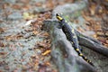 Colorful fire salamander on a tree root Royalty Free Stock Photo