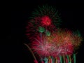 Colorful Fireworks at a Hanabi Festival in Tokyo, Japan