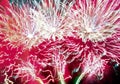 Colorful fireworks of various colors over night sky Royalty Free Stock Photo