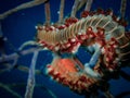 Fireworm (Hermodice carunculata) on the wreck of the Prince Albert in the Carribbean Sea, Roatan, Bay Islands Royalty Free Stock Photo