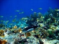 Colorful fish in coral reef