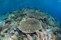 Colorful Fish and Coral Reef