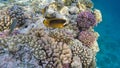 Colorful fish on a coral reef. Red Sea Royalty Free Stock Photo