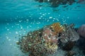 Colorful Fish and Corals in Shallows of Raja Ampat