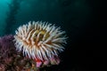 Colorful Fish-Eating Anemone in California Kelp Forest