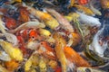 Colorful fish or fancy carp blur Royalty Free Stock Photo