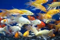 Colorful fish in the pond. Royalty Free Stock Photo