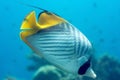 Colorful fish in the Red Sea Royalty Free Stock Photo