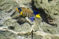 Colorful fish of the Red Sea Royalty Free Stock Photo