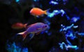 Colorful fish in reef aquarium tank