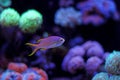 Colorful fish in reef aquarium tank