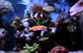 Colorful fish in reef aquarium tank