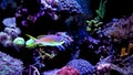 Colorful fish in reef aquarium tank