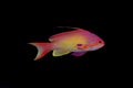 Colorful fish in reef aquarium tank