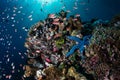 Colorful Fish and Reef Invertebrates in Indonesia