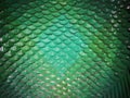 Colorful fish scales background by oil, water and colorful technic with the glass fish scales plate 11