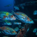 Colorful Fish School at Shipwreck in Early Morning Royalty Free Stock Photo